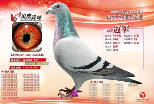 顺达(顺达赛鸽公棚秋棚),第3张 顺达(顺达赛鸽公棚秋棚),顺达(顺达赛鸽公棚秋棚),第3张