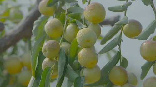 冬枣(冬枣几月份成熟上市),第1张 冬枣(冬枣几月份成熟上市),冬枣(冬枣几月份成熟上市),第1张