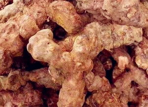 土茯苓的功效与作用（土茯苓的功效与作用用法）,土茯苓的功效与作用（土茯苓的功效与作用用法）,第2张