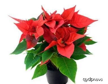 风行汽车景逸(风行汽车景逸双人保养),第2张 风行汽车景逸(风行汽车景逸双人保养),风行汽车景逸(风行汽车景逸双人保养),第2张