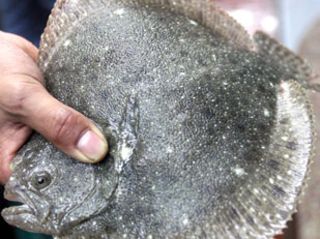 多宝鱼养殖(多宝鱼养殖温度),第2张 多宝鱼养殖(多宝鱼养殖温度),多宝鱼养殖(多宝鱼养殖温度),第2张