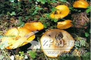 鹅不食草有毒吗(鹅不食草有毒吗能吃吗),第2张 鹅不食草有毒吗(鹅不食草有毒吗能吃吗),鹅不食草有毒吗(鹅不食草有毒吗能吃吗),第2张