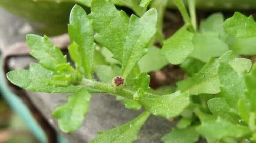 鹅不食草有毒吗(鹅不食草有毒吗能吃吗),第3张 鹅不食草有毒吗(鹅不食草有毒吗能吃吗),鹅不食草有毒吗(鹅不食草有毒吗能吃吗),第3张