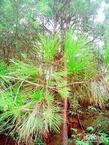 松针可以减肥吗（松针可以减肥吗百度百科）,松针可以减肥吗（松针可以减肥吗百度百科）,第1张