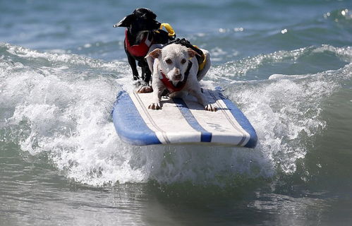 风景冲浪(冲浪场景),第1张 风景冲浪(冲浪场景),风景冲浪(冲浪场景),第1张
