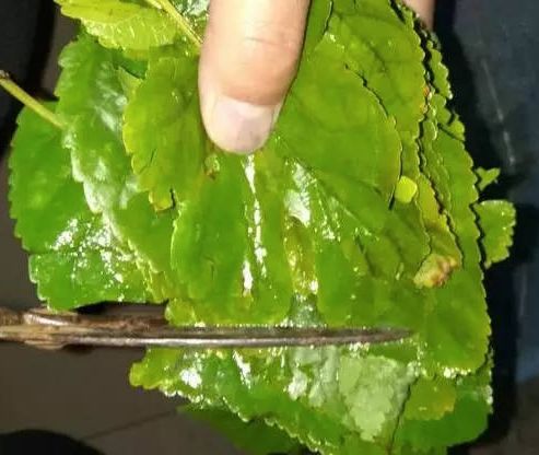 黑豆豆浆的功效(绿豆黄豆黑豆豆浆的功效),第1张 黑豆豆浆的功效(绿豆黄豆黑豆豆浆的功效),黑豆豆浆的功效(绿豆黄豆黑豆豆浆的功效),第1张