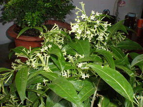 广州锦龙（广州锦龙红旗4s店电话）,广州锦龙（广州锦龙红旗4s店电话）,第1张