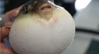 河豚毒(河豚毒素中毒的症状),第1张 河豚毒(河豚毒素中毒的症状),河豚毒(河豚毒素中毒的症状),第1张