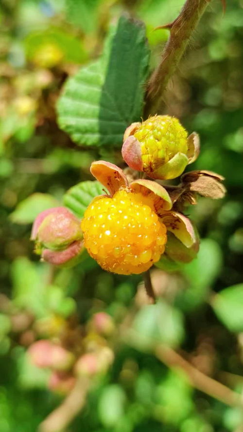 树梅(树梅水果功效与作用),第3张 树梅(树梅水果功效与作用),树梅(树梅水果功效与作用),第3张