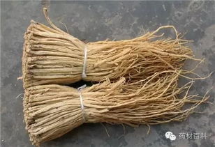 哪些人不宜吃党参(那些人不能吃党参),第1张 哪些人不宜吃党参(那些人不能吃党参),哪些人不宜吃党参(那些人不能吃党参),第1张