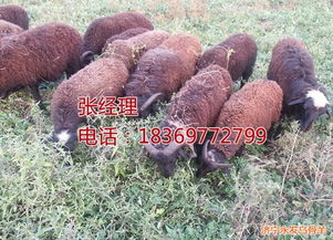 羊的产地（红骨羊的产地）,羊的产地（红骨羊的产地）,第1张