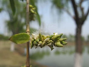 柳树靠什么传播种子的(柳树靠什么传播种子的答案),第1张 柳树靠什么传播种子的(柳树靠什么传播种子的答案),柳树靠什么传播种子的(柳树靠什么传播种子的答案),第1张