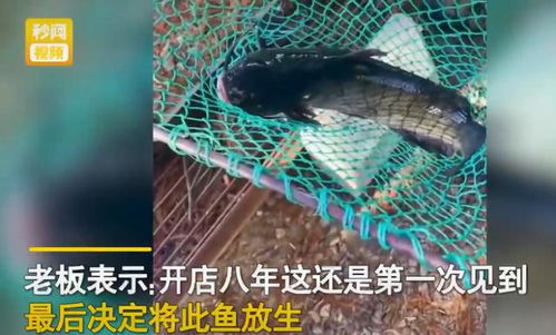 鱼类(鱼类都是哑巴他们都不会发出声音),第3张 鱼类(鱼类都是哑巴他们都不会发出声音),鱼类(鱼类都是哑巴他们都不会发出声音),第3张