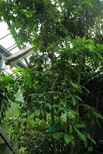 刺果番荔枝(刺果番荔枝树图片),第2张 刺果番荔枝(刺果番荔枝树图片),刺果番荔枝(刺果番荔枝树图片),第2张