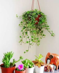 长春藤漆（长春藤效果）,长春藤漆（长春藤效果）,第3张