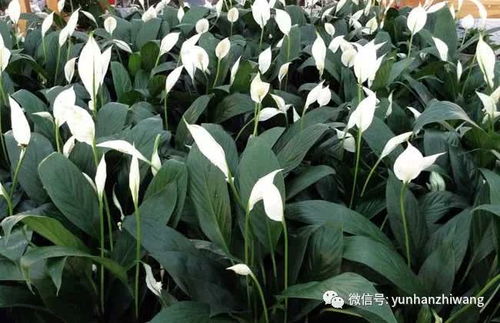 一帆风顺花(一帆风顺花怎么养),第2张 一帆风顺花(一帆风顺花怎么养),一帆风顺花(一帆风顺花怎么养),第2张