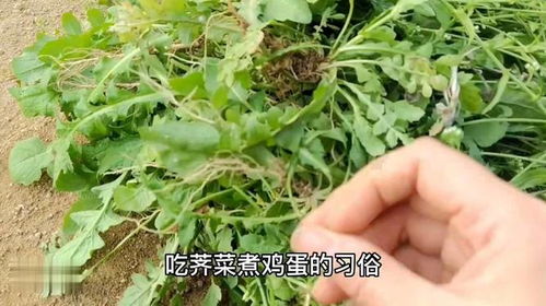 荠菜煮鸡蛋能治头疼吗(荠菜煮鸡蛋管什么病),第3张 荠菜煮鸡蛋能治头疼吗(荠菜煮鸡蛋管什么病),荠菜煮鸡蛋能治头疼吗(荠菜煮鸡蛋管什么病),第3张