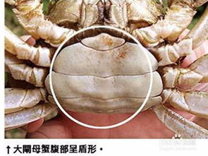 螃蟹公母怎么分(螃蟹分公母怎么分辨图片),第3张 螃蟹公母怎么分(螃蟹分公母怎么分辨图片),螃蟹公母怎么分(螃蟹分公母怎么分辨图片),第3张