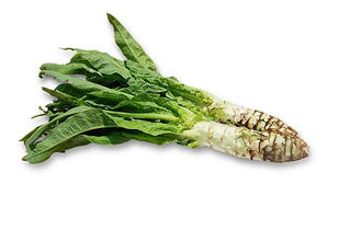 莴苣(莴苣图片),第3张 莴苣(莴苣图片),莴苣(莴苣图片),第3张