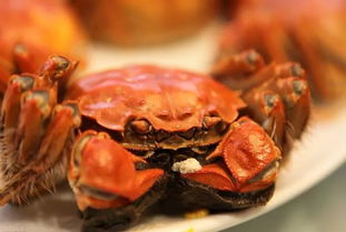 螃蟹怎么吃才正确(螃蟹要怎么吃才是正确的),第2张 螃蟹怎么吃才正确(螃蟹要怎么吃才是正确的),螃蟹怎么吃才正确(螃蟹要怎么吃才是正确的),第2张