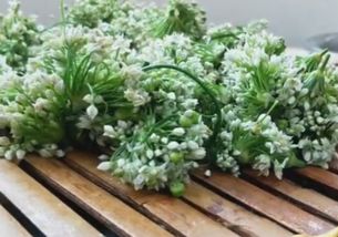 教你如何腌制韭菜花(教你如何腌制韭菜花窍门),第1张 教你如何腌制韭菜花(教你如何腌制韭菜花窍门),教你如何腌制韭菜花(教你如何腌制韭菜花窍门),第1张