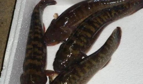 黑鱼价格多少钱一斤(黑鱼价格多少钱一斤?),第3张 黑鱼价格多少钱一斤(黑鱼价格多少钱一斤?),黑鱼价格多少钱一斤(黑鱼价格多少钱一斤?),第3张