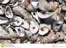 落基山牡蛎（落基山牡蛎百度百科）,落基山牡蛎（落基山牡蛎百度百科）,第2张