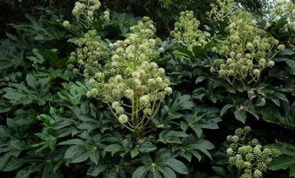 八角(八角金盘),第3张 八角(八角金盘),八角(八角金盘),第3张