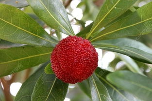 杨梅虫子能吃吗(杨梅的虫子可以吃吗),第3张 杨梅虫子能吃吗(杨梅的虫子可以吃吗),杨梅虫子能吃吗(杨梅的虫子可以吃吗),第3张