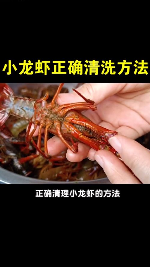 包含小龙虾清洗方法的词条,第3张 包含小龙虾清洗方法的词条,包含小龙虾清洗方法的词条,第3张