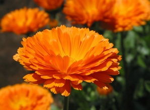 金凤花(金凤花花语及象征意义),第1张 金凤花(金凤花花语及象征意义),金凤花(金凤花花语及象征意义),第1张