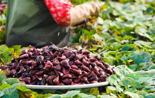 菱角怎么剥(菱角怎么剥去外壳),第1张 菱角怎么剥(菱角怎么剥去外壳),菱角怎么剥(菱角怎么剥去外壳),第1张