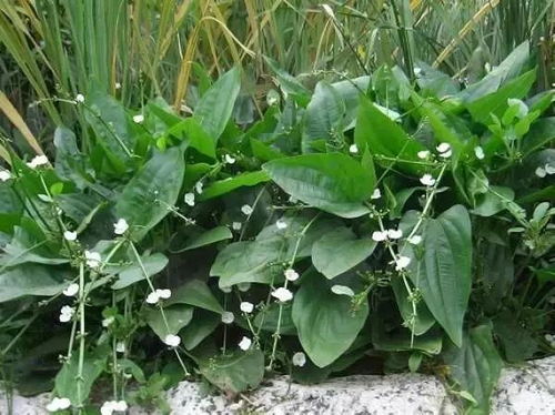 中药泽泻(中药泽泻的功效),第1张 中药泽泻(中药泽泻的功效),中药泽泻(中药泽泻的功效),第1张