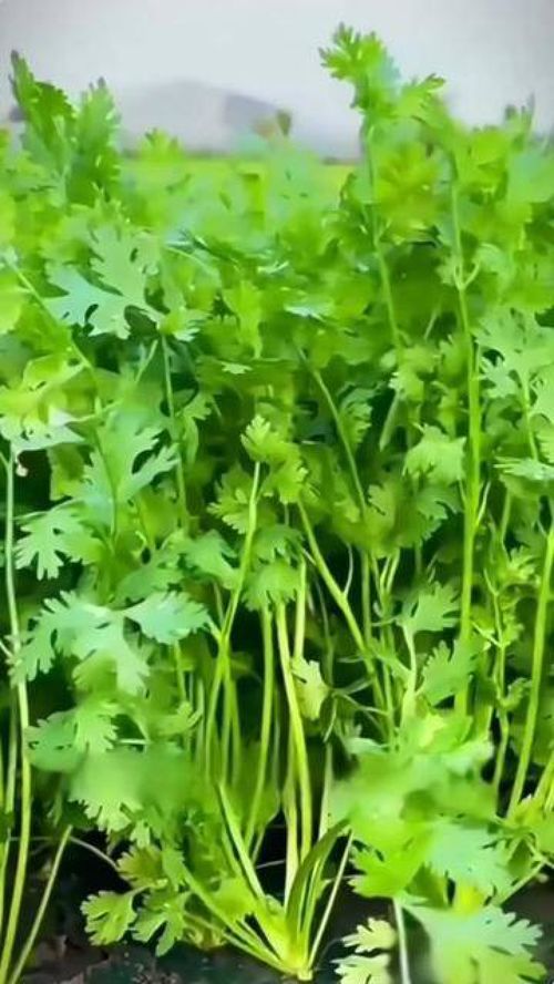 香菜图片(大叶香菜图片),第2张 香菜图片(大叶香菜图片),香菜图片(大叶香菜图片),第2张