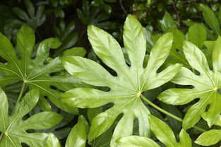 八角(八角金盘),第1张 八角(八角金盘),八角(八角金盘),第1张