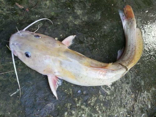 黄刺鱼(黄刺鱼是什么鱼),第3张 黄刺鱼(黄刺鱼是什么鱼),黄刺鱼(黄刺鱼是什么鱼),第3张