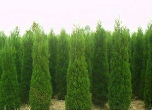 河南桧柏（河南桧柏图片）,河南桧柏（河南桧柏图片）,第3张