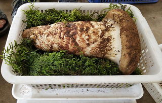 法国松茸(法国松茸多少一斤),第3张 法国松茸(法国松茸多少一斤),法国松茸(法国松茸多少一斤),第3张