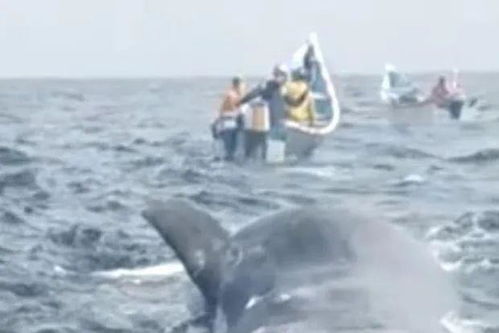 龙胆草价格(龙胆草价格多少一公斤),第1张 龙胆草价格(龙胆草价格多少一公斤),龙胆草价格(龙胆草价格多少一公斤),第1张