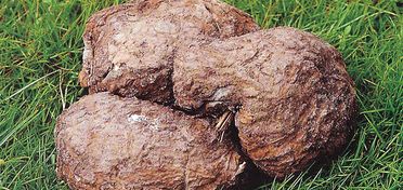 茯苓的功效(茯苓的功效与作用桂枝),第2张 茯苓的功效(茯苓的功效与作用桂枝),茯苓的功效(茯苓的功效与作用桂枝),第2张