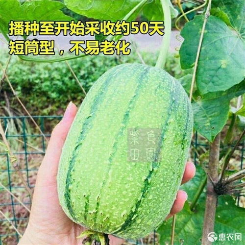 丝瓜的图片(水果丝瓜的图片),第1张 丝瓜的图片(水果丝瓜的图片),丝瓜的图片(水果丝瓜的图片),第1张