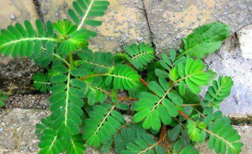 龙脊草(龙脊草又叫什么),第2张 龙脊草(龙脊草又叫什么),龙脊草(龙脊草又叫什么),第2张