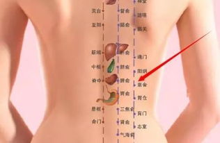 足三里的位置(足三里的位置及主治),第2张 足三里的位置(足三里的位置及主治),足三里的位置(足三里的位置及主治),第2张