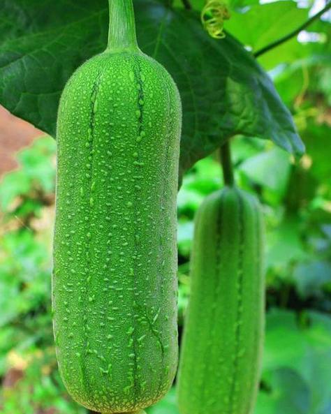 丝瓜的图片(水果丝瓜的图片),第2张 丝瓜的图片(水果丝瓜的图片),丝瓜的图片(水果丝瓜的图片),第2张