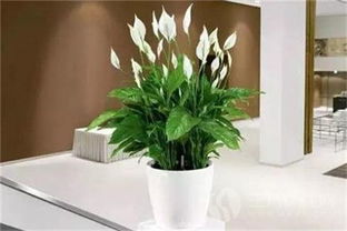 一帆风顺花(一帆风顺花怎么养),第1张 一帆风顺花(一帆风顺花怎么养),一帆风顺花(一帆风顺花怎么养),第1张