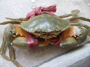 如何吃蟹的方法和图解(怎么吃蟹图解),第2张 如何吃蟹的方法和图解(怎么吃蟹图解),如何吃蟹的方法和图解(怎么吃蟹图解),第2张