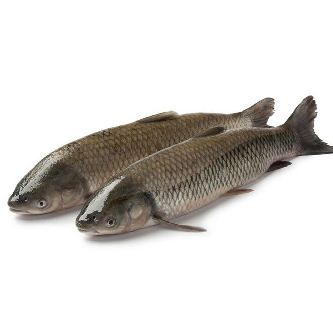 草鱼怎么腌制风干鱼（草鱼怎么腌制风干鱼好吃）,草鱼怎么腌制风干鱼（草鱼怎么腌制风干鱼好吃）,第2张