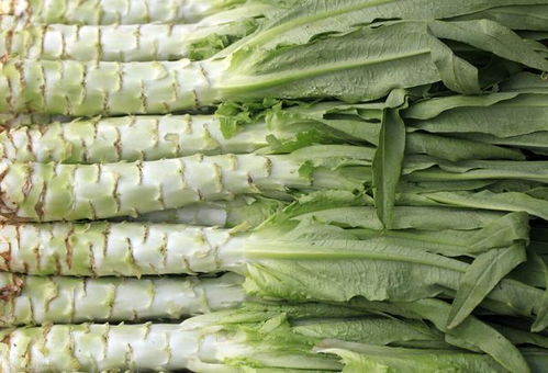 莴笋叶子和油麦菜区别(油麦菜长大是不是莴笋),第3张 莴笋叶子和油麦菜区别(油麦菜长大是不是莴笋),莴笋叶子和油麦菜区别(油麦菜长大是不是莴笋),第3张