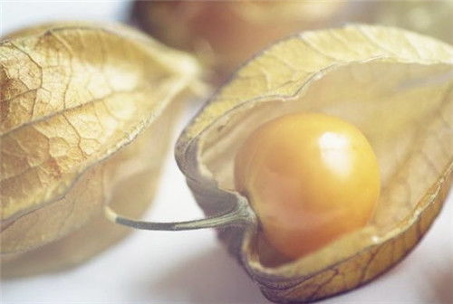 熊掌价格(熊掌市场价多少钱一只),第2张 熊掌价格(熊掌市场价多少钱一只),熊掌价格(熊掌市场价多少钱一只),第2张