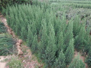 河南桧柏（河南桧柏图片）,河南桧柏（河南桧柏图片）,第2张